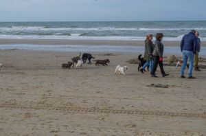 Strand auch für Hunde - Egmond aan Zee